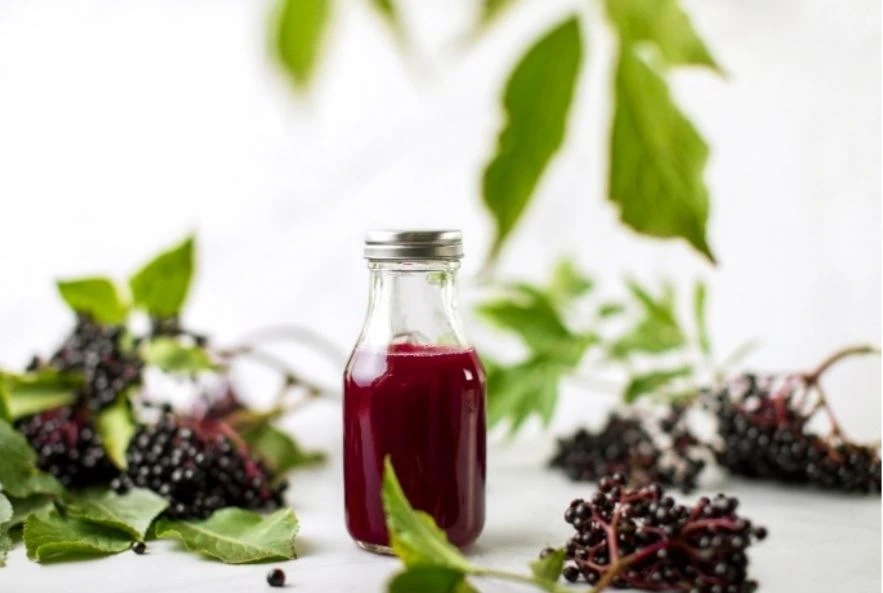 Freeze dried elderberry powder 02 Freeze dried elderberry powder 02