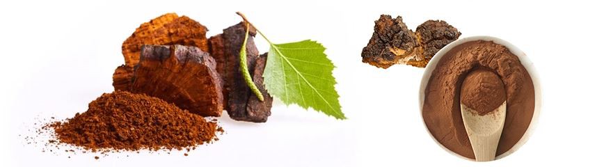 Chaga Mushroom Extract Powder1